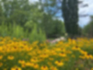 gardens_blackeyedsusans.jpg