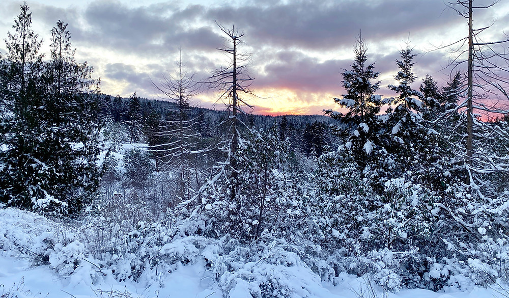 Snowy landscape