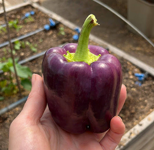 Hand holding purple sweet pepper