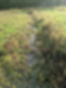 Water slowly flowing through a grassy rivet