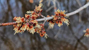Winter to Spring foliage changes.