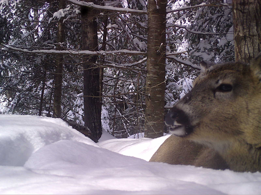 A deer in the woods standing in shoulder-deep snow