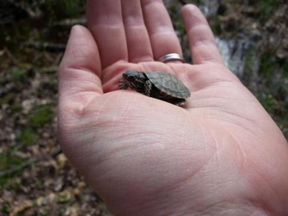 baby turtle