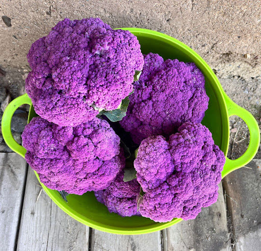 Heads of purple cauliflower in a green bucket