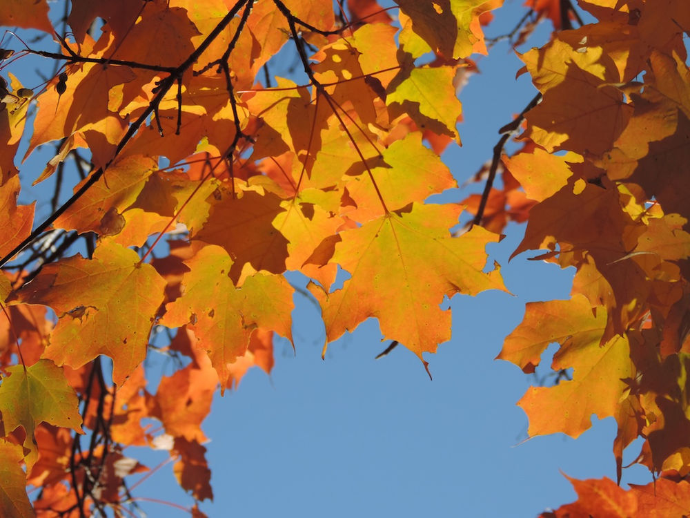 Minnesota Tree Color Map