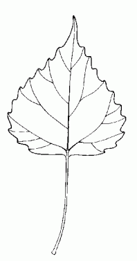 Cottonwood