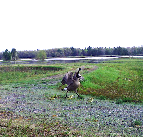 Adult Canada goose walking with 3 baby geese