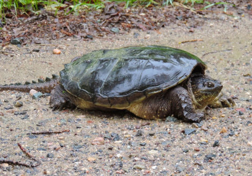 Nature Notes: Turtle Crossing!