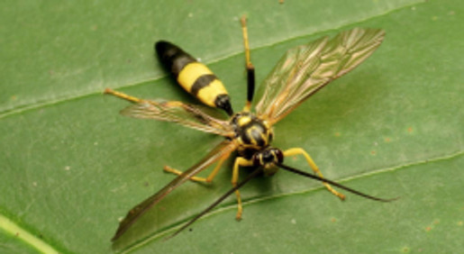 parasiticwasp
