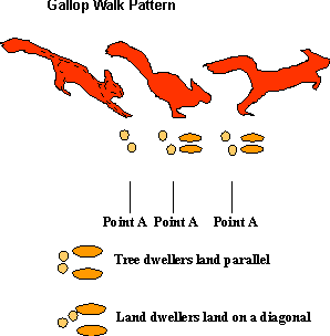 gallop walkers