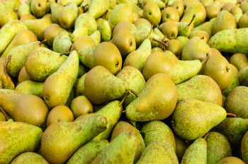 poires bio de variétés Conférence ou Guyot vertes.
