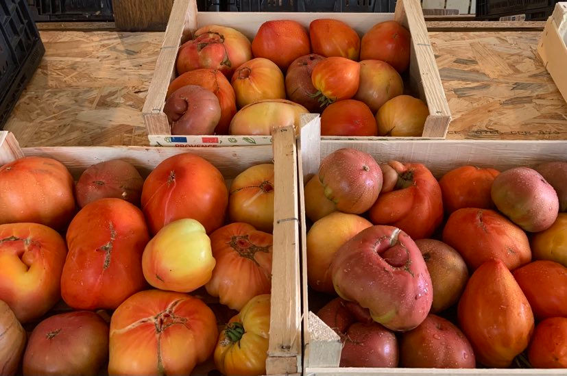 Tomates anciennes bio Noire de Crimée, Cœur de Bœuf, Margold, Cornabel et Rose de Berne, cultivées à la Ferme du Bois Bourdon