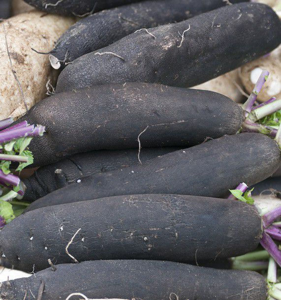 Radis noir long BIO