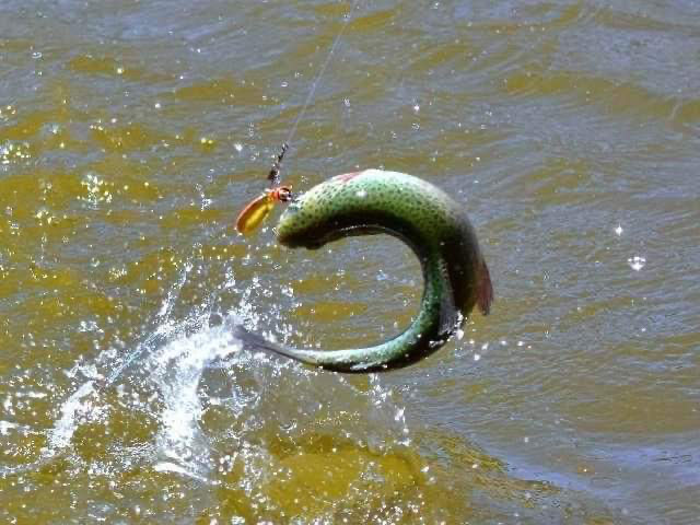 Fishing San Carlos AZ