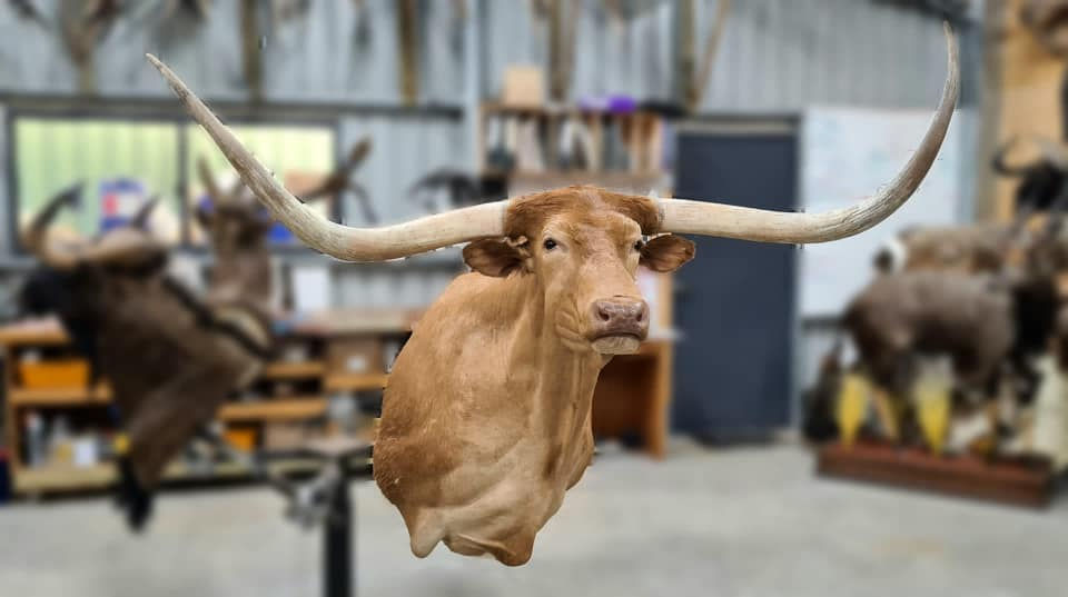 TAXIDERMY SHOW CASE