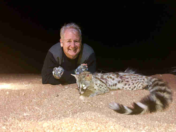 Genet Cat Ranchero Safaris Limpopo South Africa