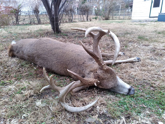 Hunting Kansas Whitetails with Bellwildlife Specialities & Dirtnap Outdoors 2022