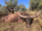 High Country Safaris Australia Water Buffalo Hunt