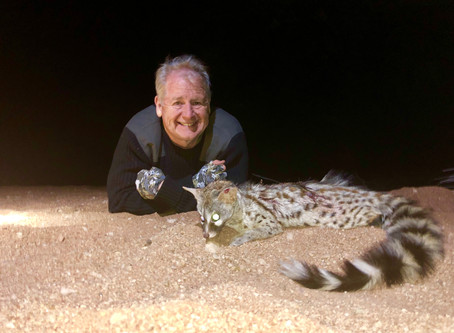 Night Hunt For Genet In Limpopo...