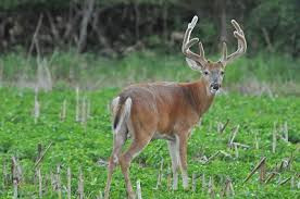 Iowa deer