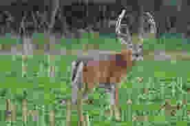 Iowa deer