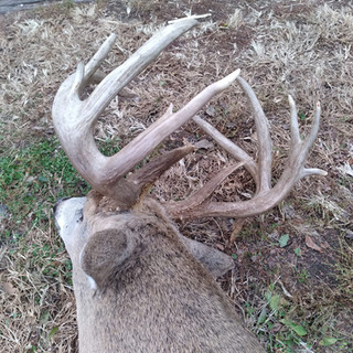Hunting Kansas With Bell Wildlife Specialities & Dirt Nap Outdoors LLC