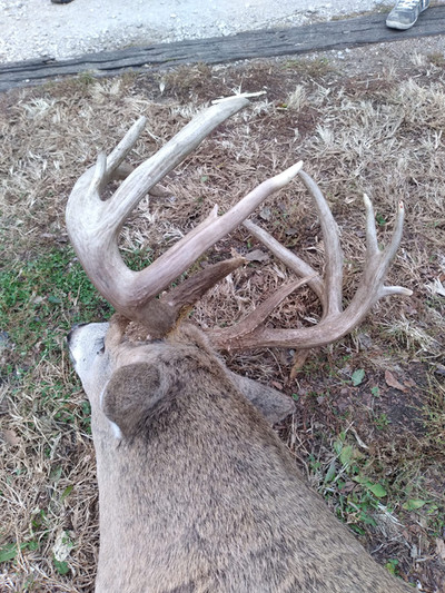 Hunting Kansas Whitetails with Bellwildlife Specialities & Dirtnap Outdoors 2022