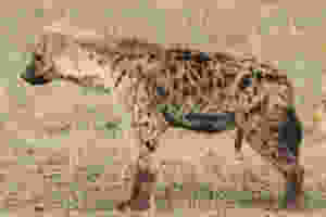 Female Hyena