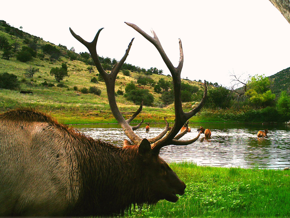 San Carlos Apache Tribe Elk Hunts!