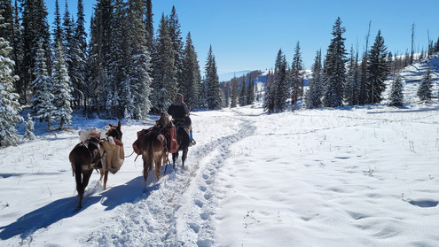 Elk Hunting Flat Top Colorado Remote Horse Back Spike Camp Hunting Colorado Big Game Hunting