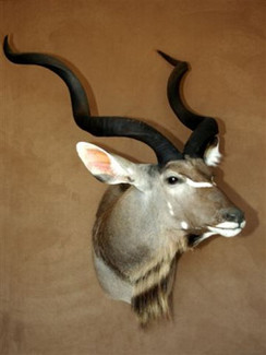 Kudu Shoulder Mount By Jan Jacobs Limpopo Taxidermist - Waterberg taxidermy Limpopo South Africa