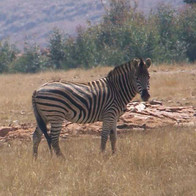 Africa Safari Outfitters Plains Game.