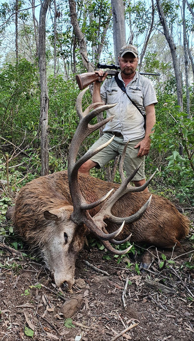 Beautiful Queensland Red Stag Hunt With High Country Safaris Australia