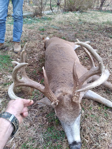 Hunting Kansas Whitetails with Bellwildlife Specialities & Dirtnap Outdoors 2022