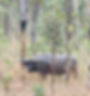 Water Buffalo Hunting Outfitters High Country Safaris