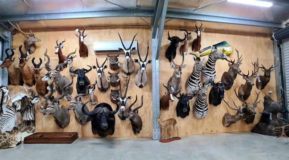We just finished a big consignment of african animals. They filled the whole back of a truck! If you are looking for someone to mount your trophy or tan a skin give us a call 0412979295 or message. Cape tanning also available. Good hunting to you all. Visit us at www.downundertaxidermy.com