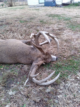 Hunting Kansas Whitetails with Bellwildlife Specialities & Dirtnap Outdoors 2022