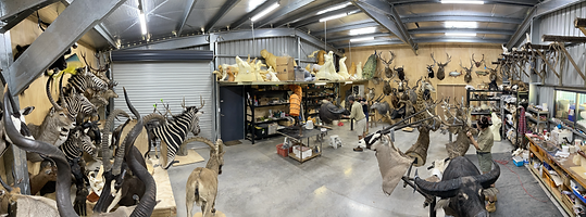 Downunder Taxidermy Queensland Australia