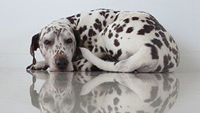 Pet Preservation Service Downunder Taxidermy Queensland Australia