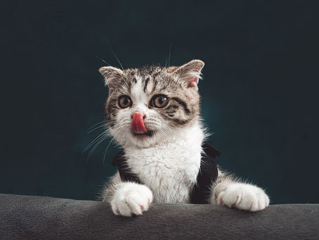 Can Cats Taste Sweet?