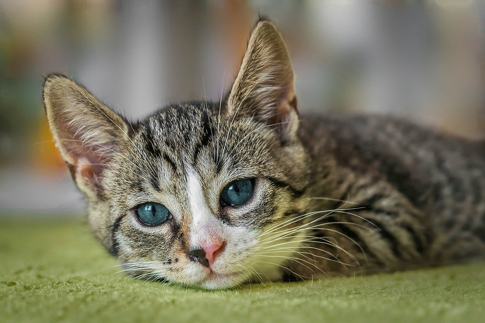 What Causes Loss of Appetite in Cats?