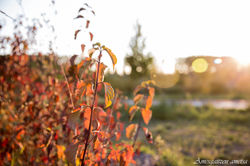 _MG_6026