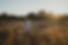 Lysign-fotografie-en-vormgeving_zwangerschapshoot-veld-goldenhour.jpg