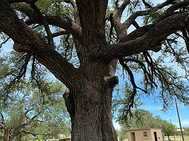 Oak tree at Oak Beach RV Park Resort Lak