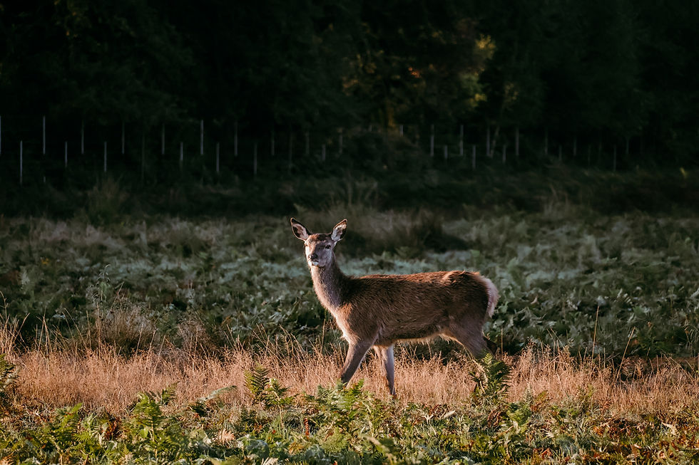 Richmond, ville royale