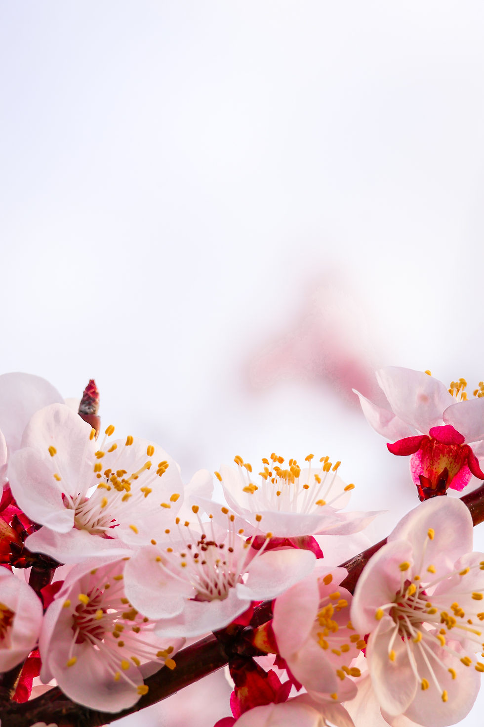 Hanami, Fleurs de cerisiers, Un Piaf sur la Branche