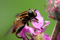 hoverfly_by_passionandthecamera-d5oi0rv.jpg