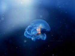 tiny_jelly_by_bimmi1111-d6mmjtg.jpg