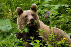 bear_by_jmrocek-d57y87t.jpg