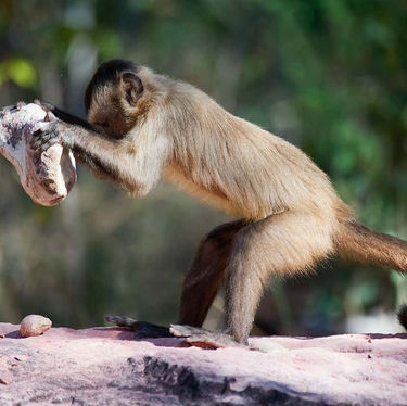 The Monkey Stone Age